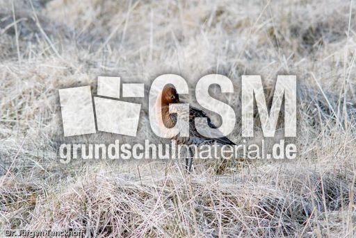 Uferschnepfe (4 von 6).jpg